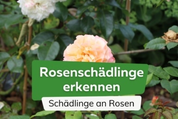 Rosenschädlinge erkennen