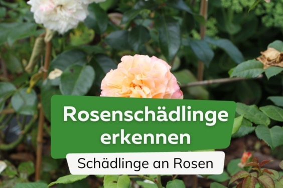 Rosenschädlinge erkennen