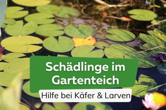 Schädlinge im Gartenteich