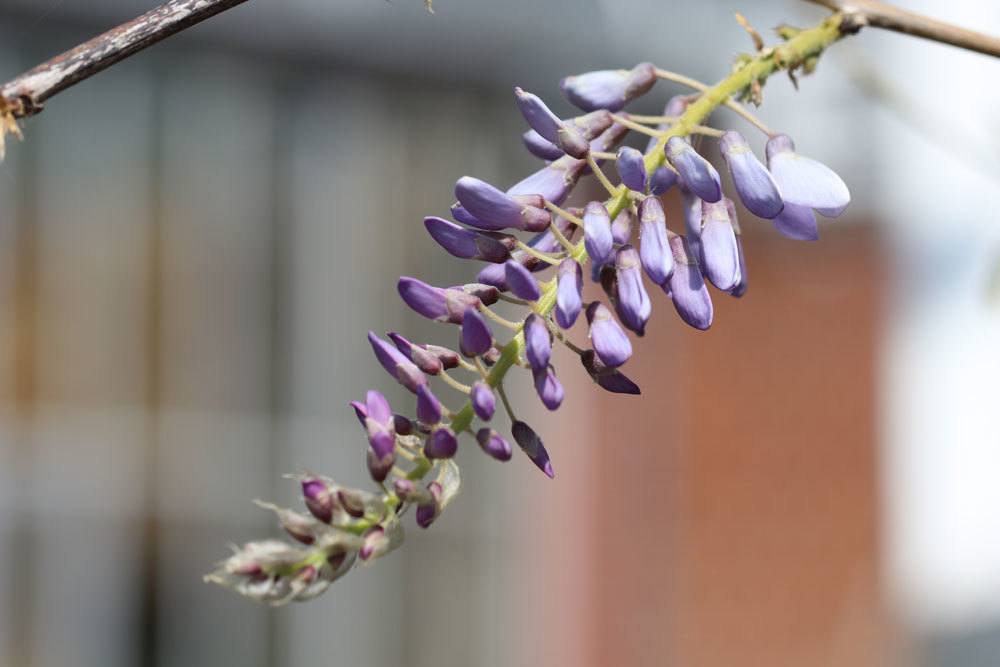 Chinesischer Blauregen, Wisteria sinensis