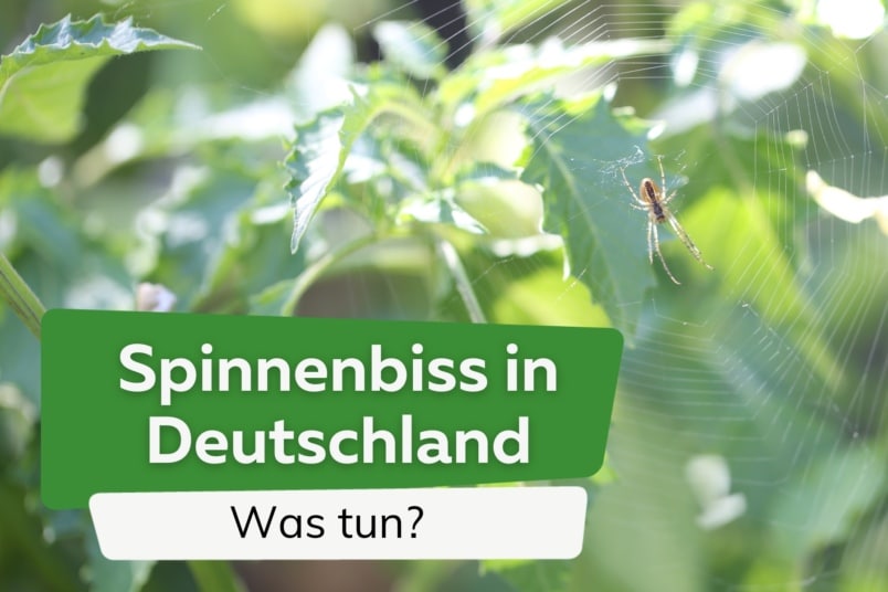 Spinnenbiss in Deutschland