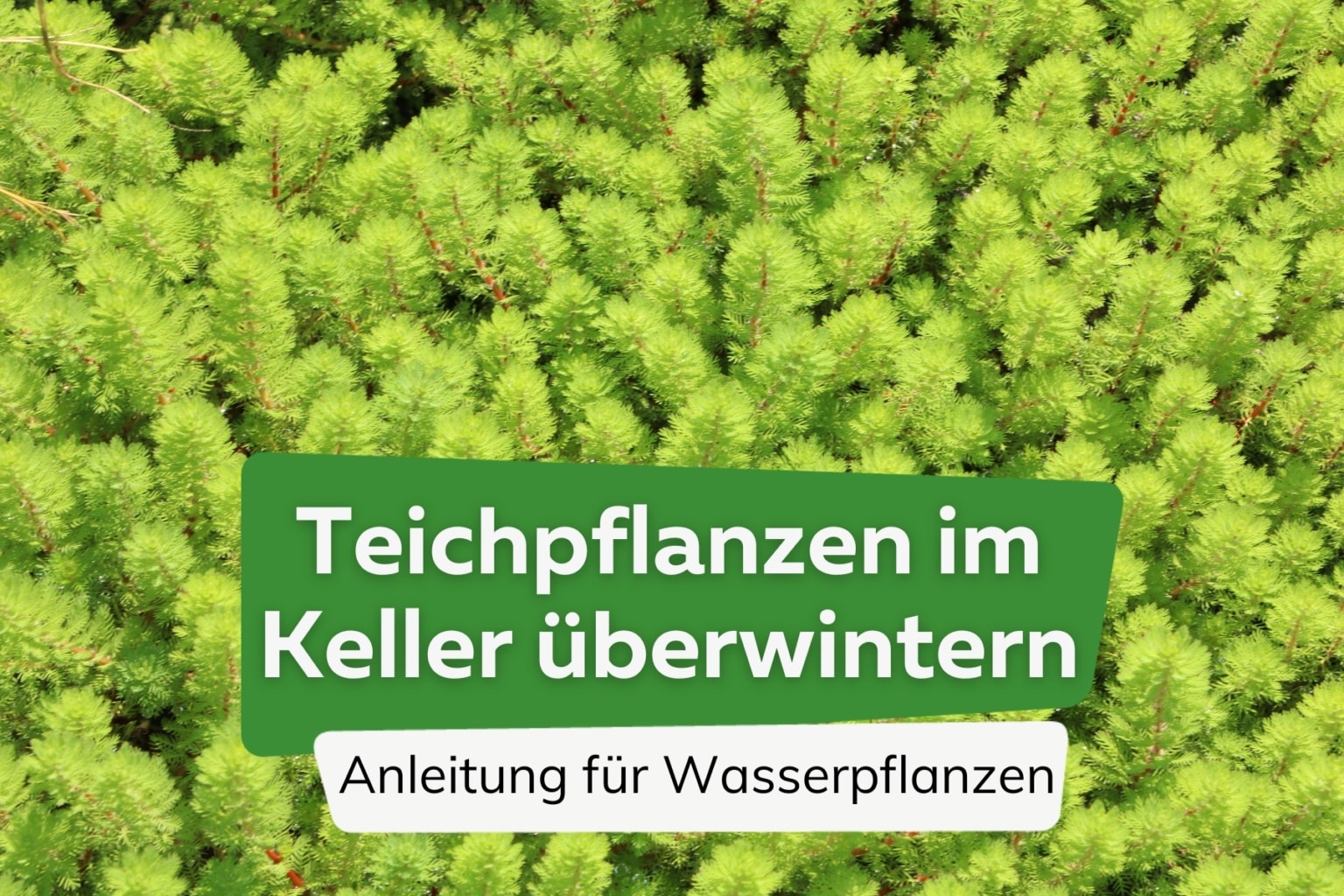 Berwintern Von Teichpflanzen