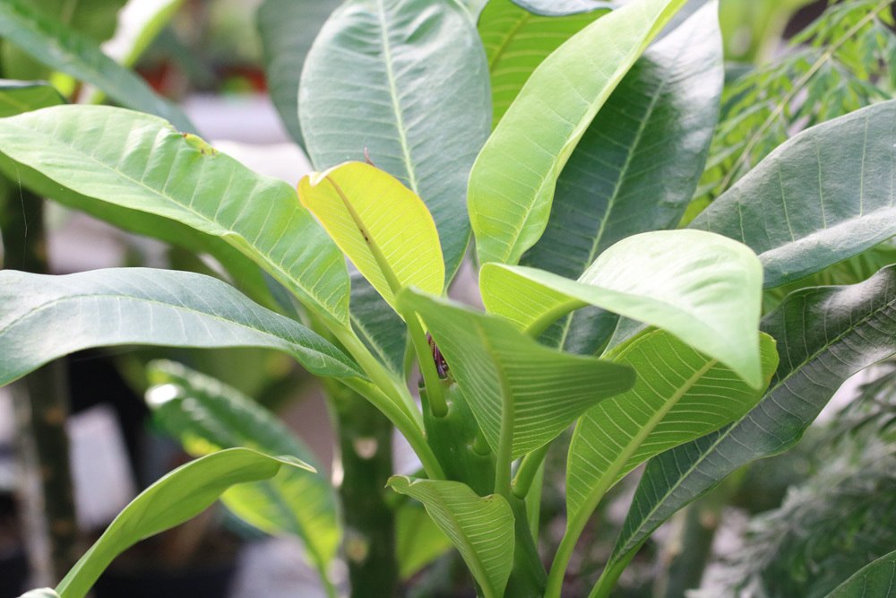 Tempelbaum, Frangipani, Plumeria