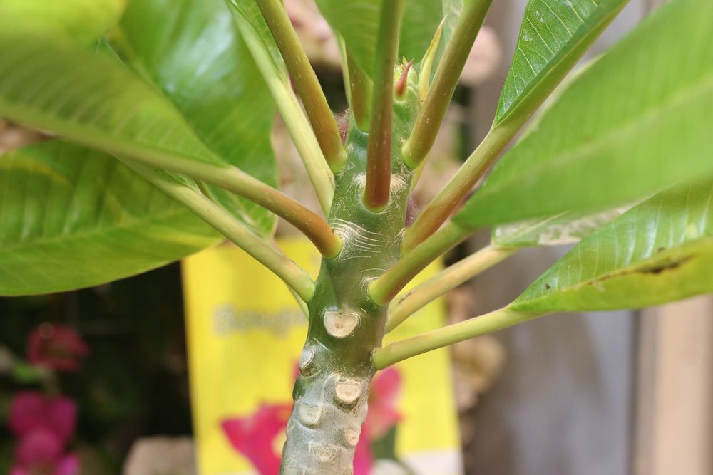 Tempelbaum, Frangipani, Plumeria