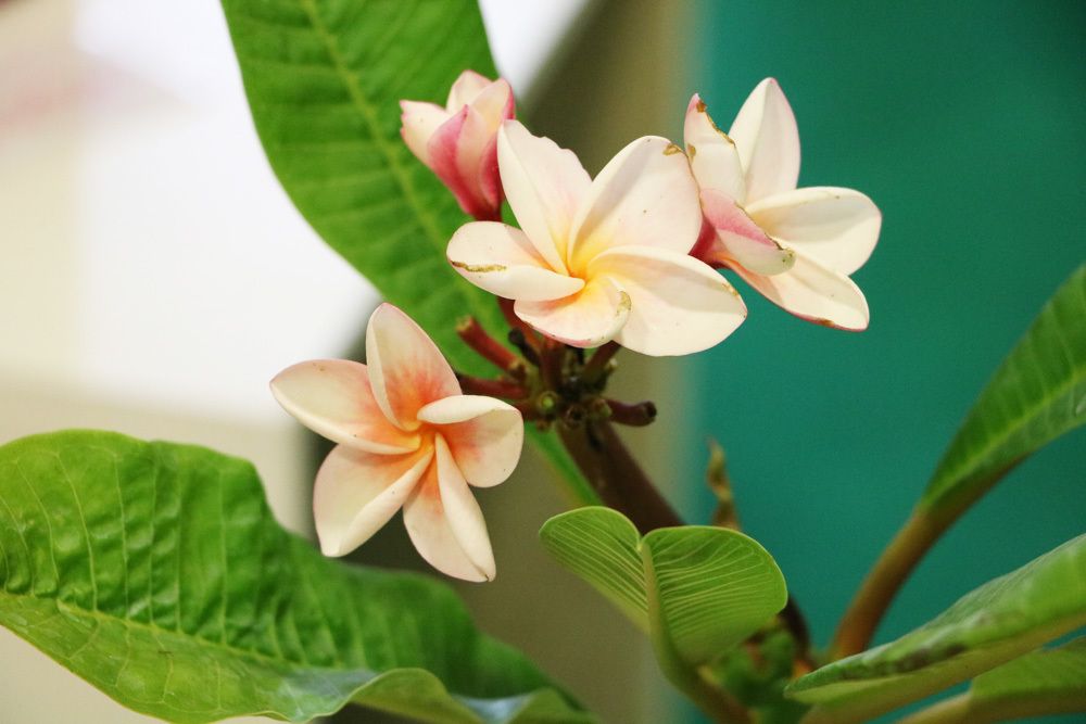 Tempelbaum, Frangipani, Plumeria