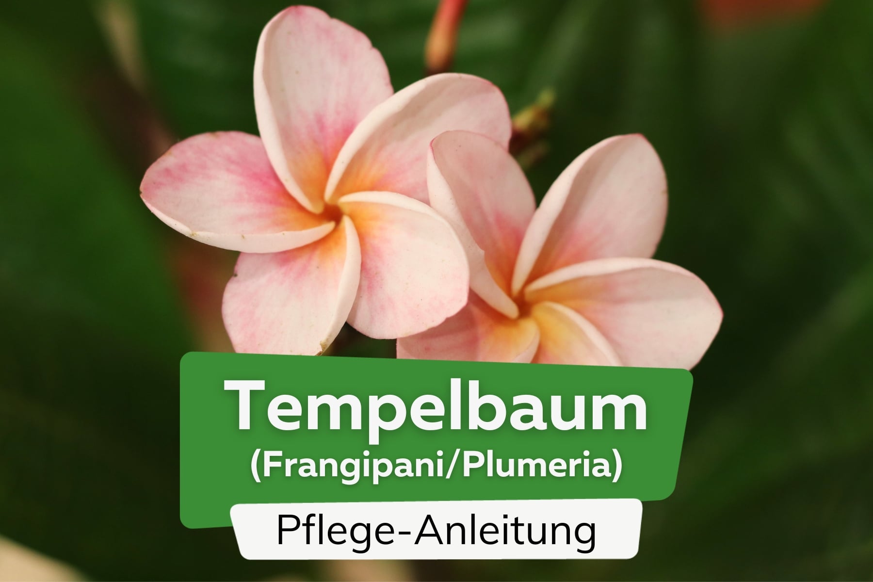 Tempelbaum, Frangipani, Plumeria