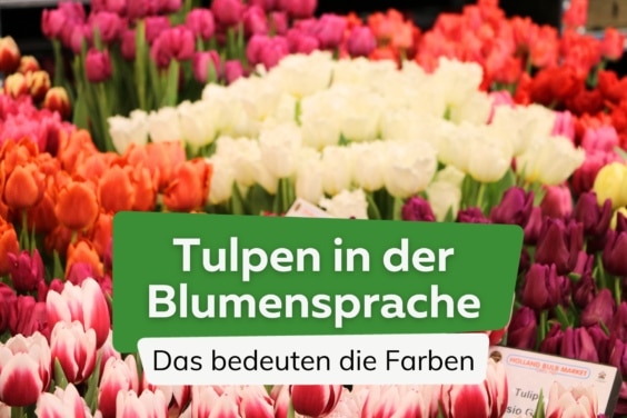 Tulpen in der Blumensprache