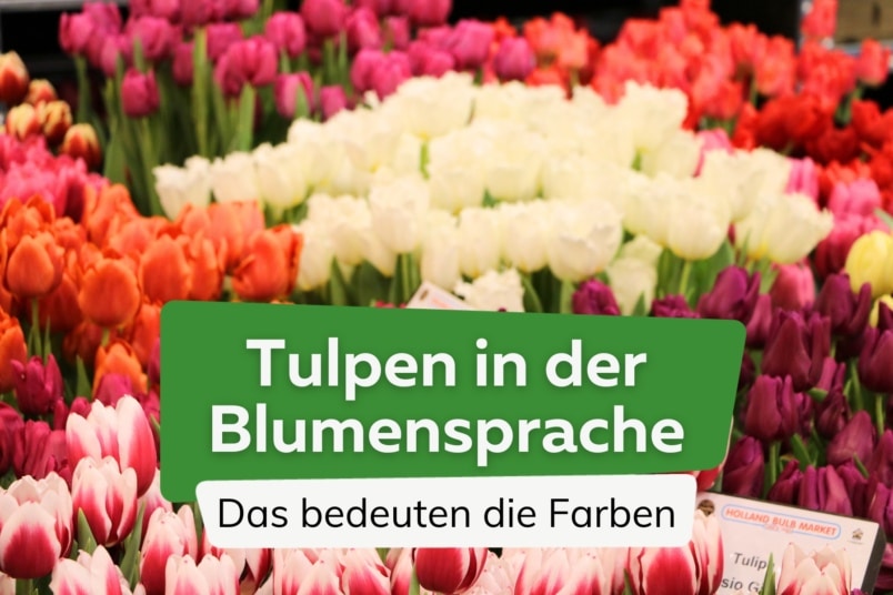 Tulpen in der Blumensprache