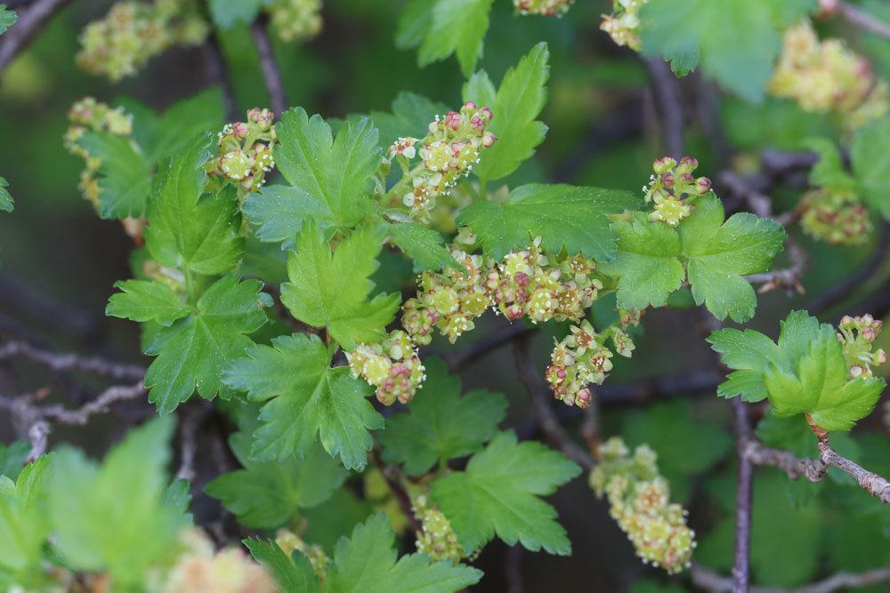 Alpen-Johannisbeere, Ribes alpinum