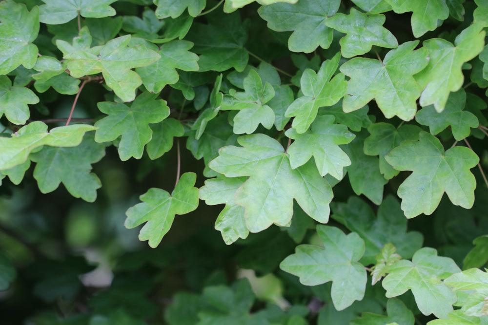 Feldahorn, Acer campestre