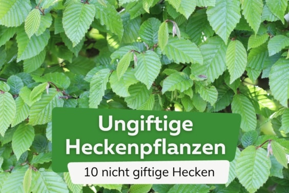 ungiftige Hecken