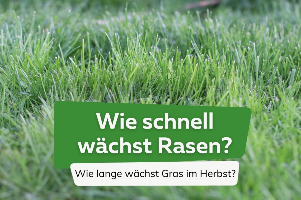 Wie schnell wächst Rasen? Wie lange wächst Gras im Herbst?