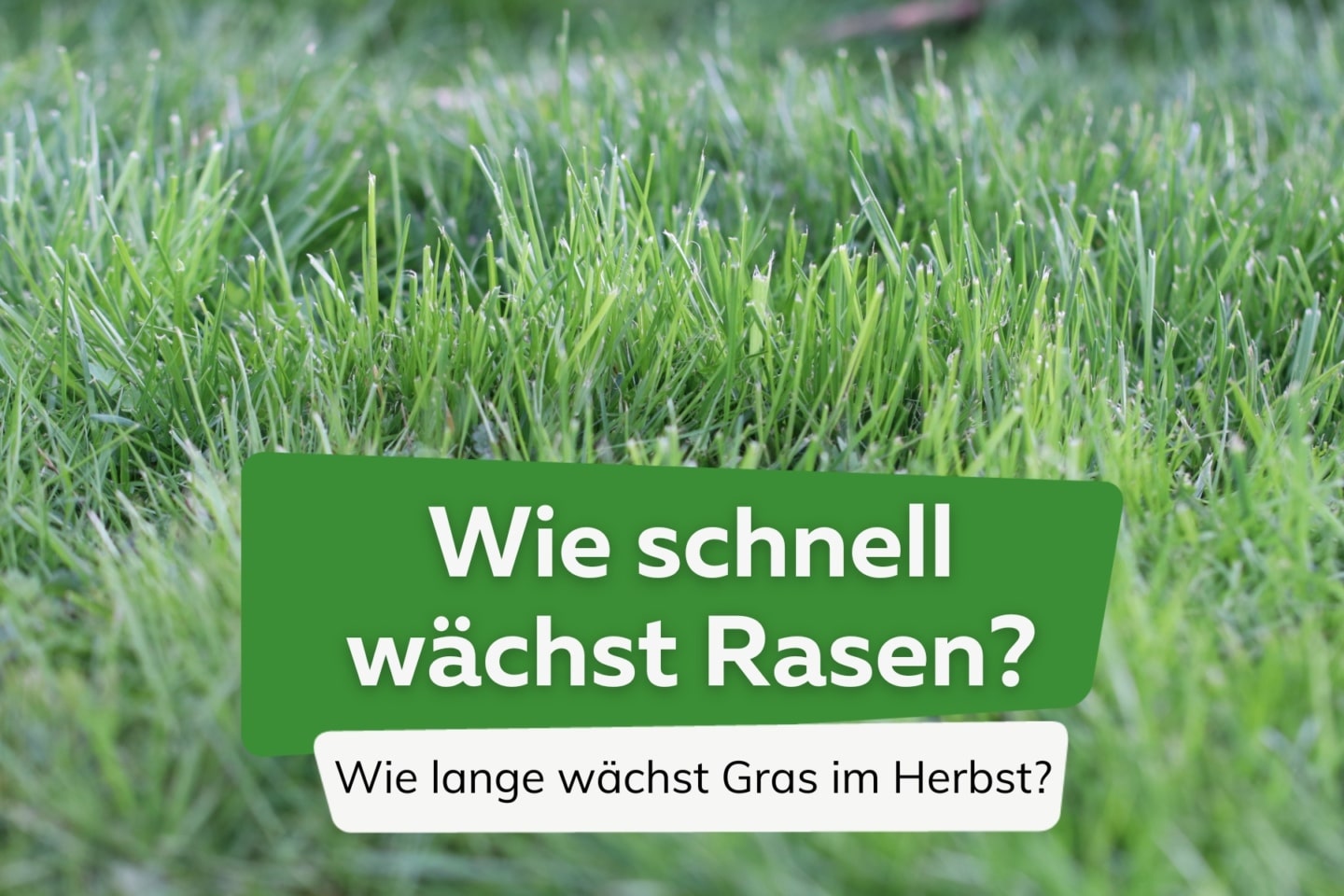 Wie schnell wächst Rasen? Wie lange wächst Gras im Herbst?
