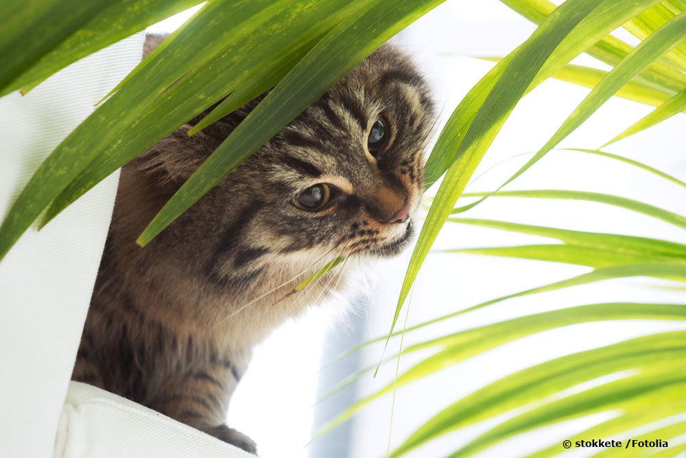 Ist Bambus giftig für Katzen?