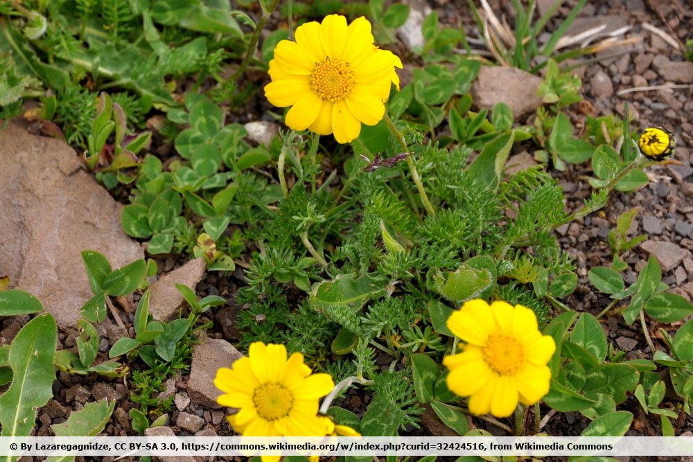 Bergkamille, Anthemis marschalliana