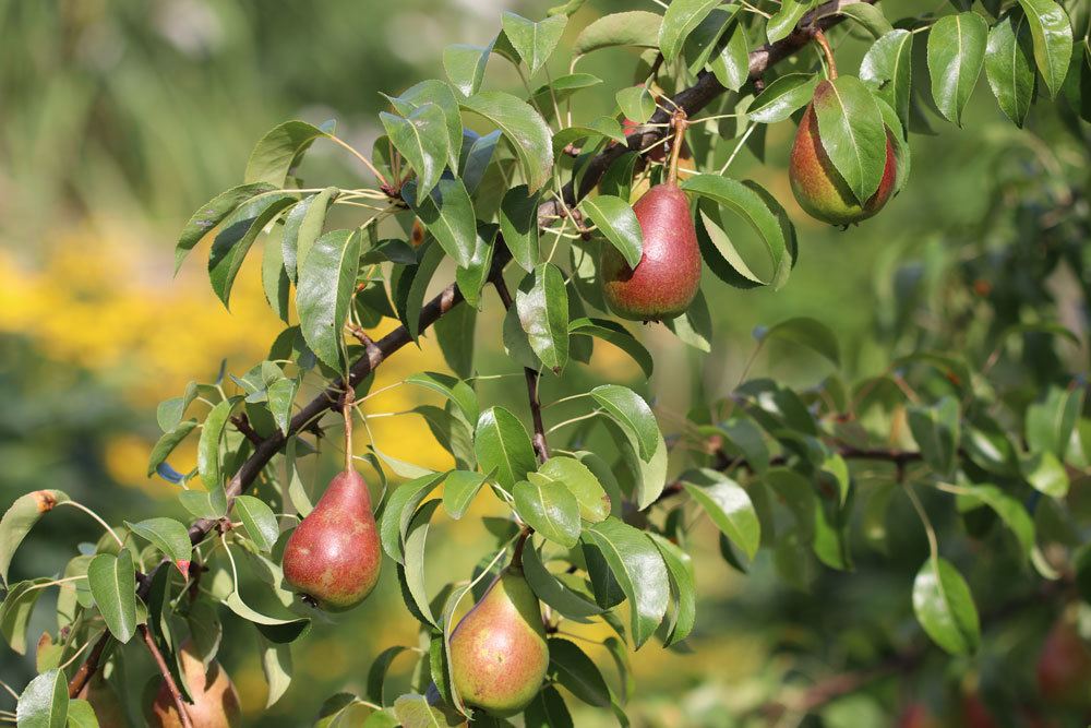 Birnensorte: Bunte Julibirne