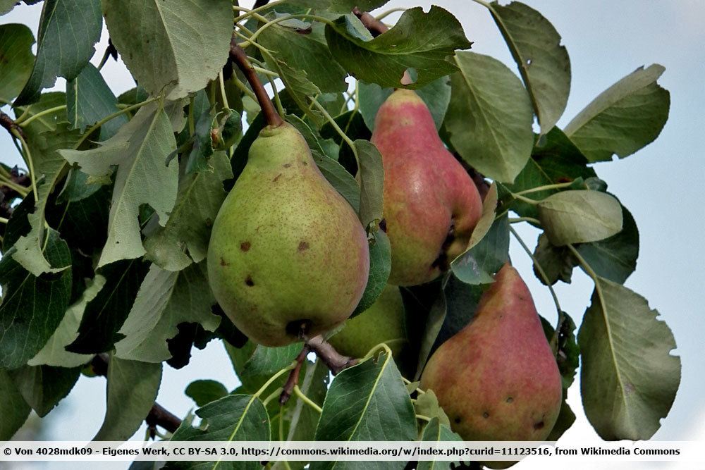 Birnensorte: Clapps Liebling