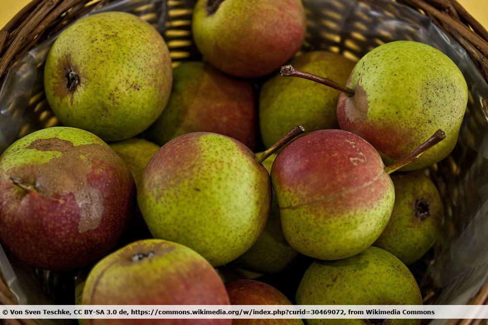 Birnensorte: Doppelte Philippsbirne