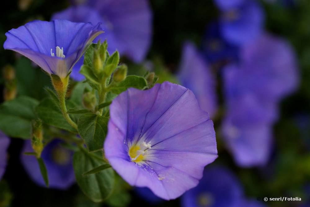 Blaue Mauritius, Kriechende Winde, convolvulus sabatius