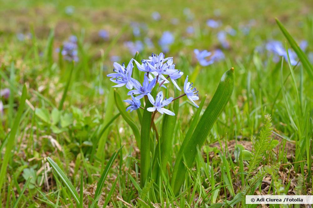 Blaustern, Scilla