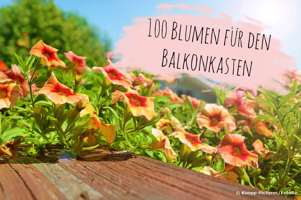erdnüsse im blumenkasten Anzuchtset – Minigarten Erdnuss