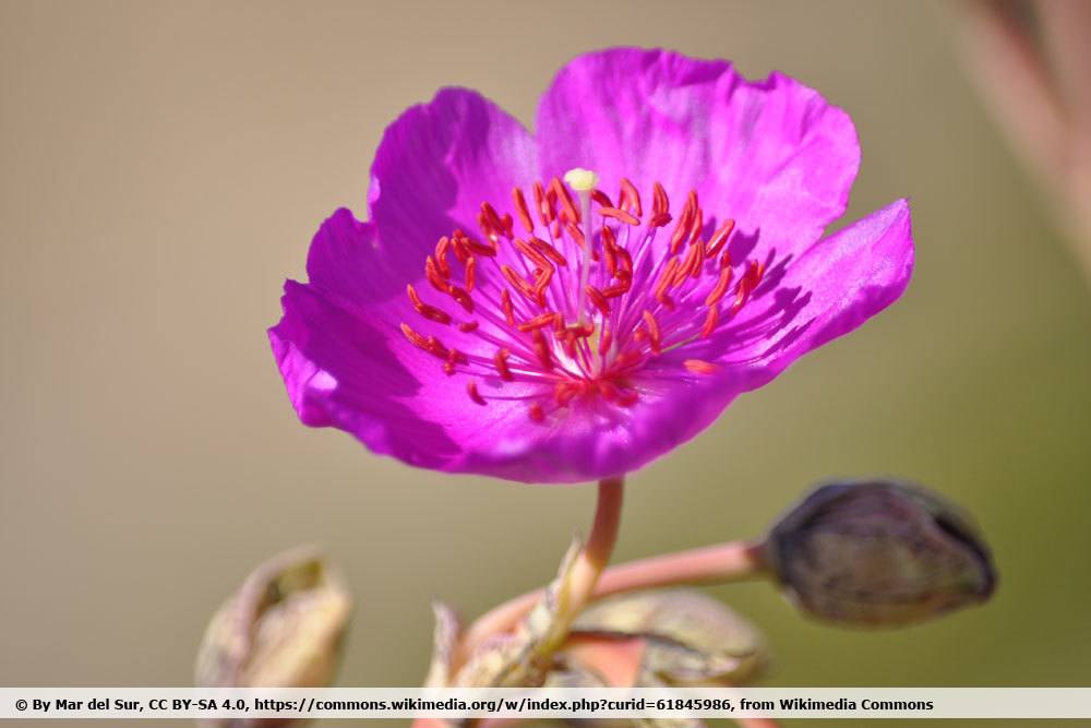 Cistanthe grandifloria