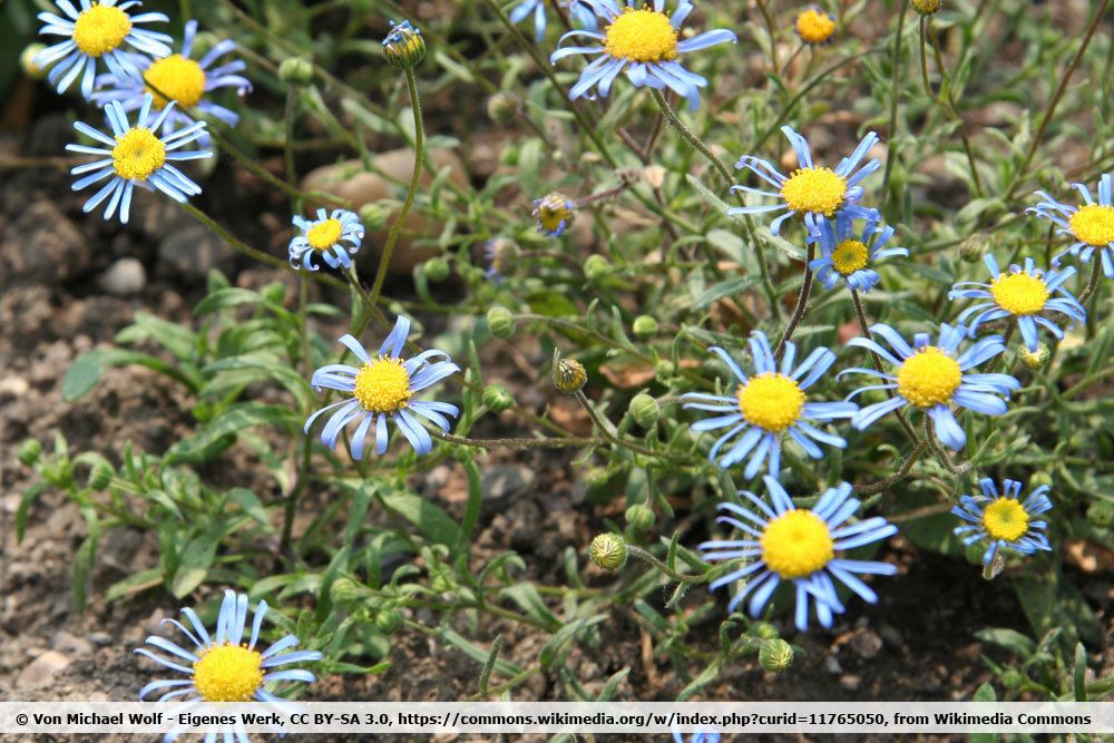 Felicia bergeriana