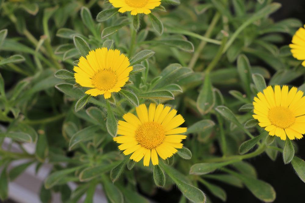 Goldtaler, Asteriscus maritimus