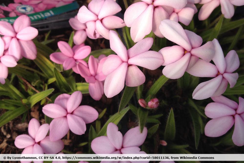 Grasstern, Rhodohypoxis baurii