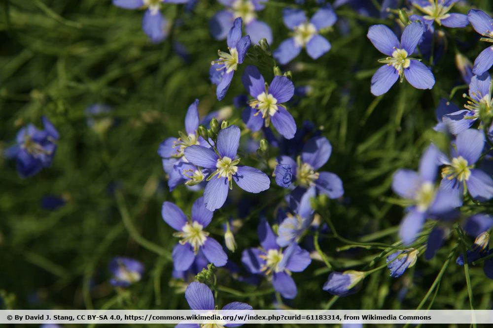 Heliophila coronopifolia