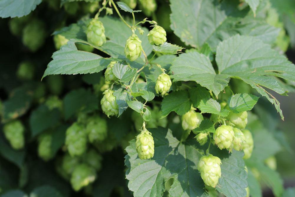 Hopfen, Humulus