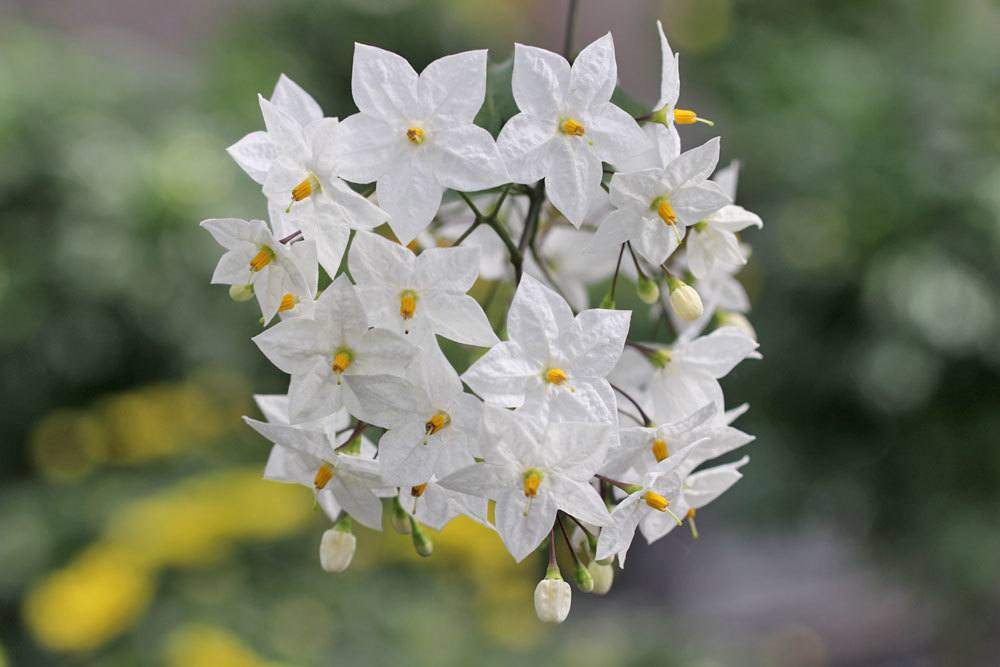 Kletterjasmin, Solanum Jasminoides