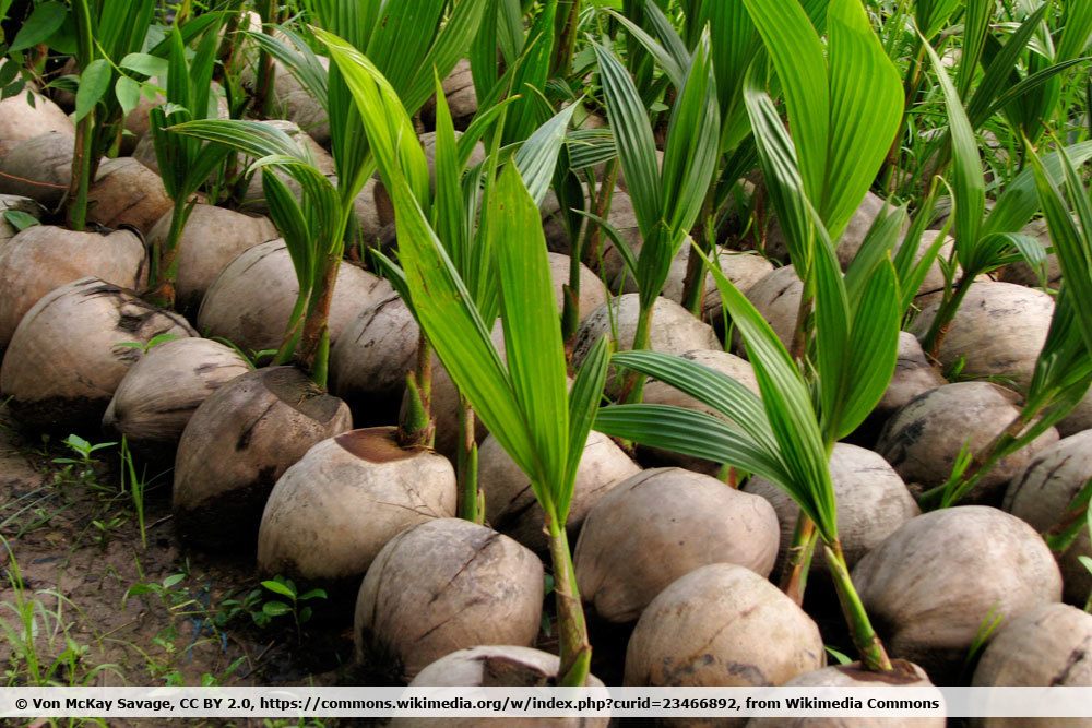 Kokospalmen, Cocos nucifera