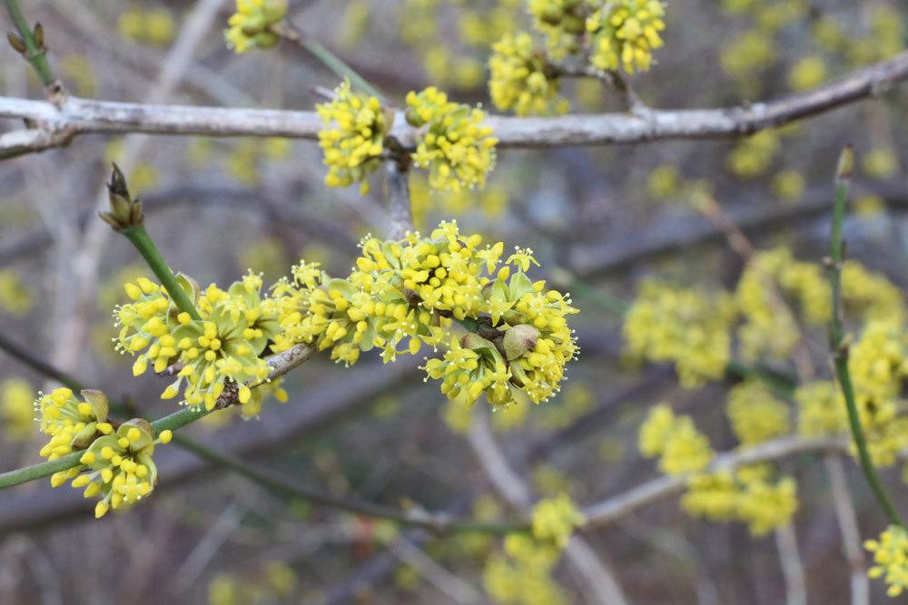 Kornellkirsche, Cornus mas