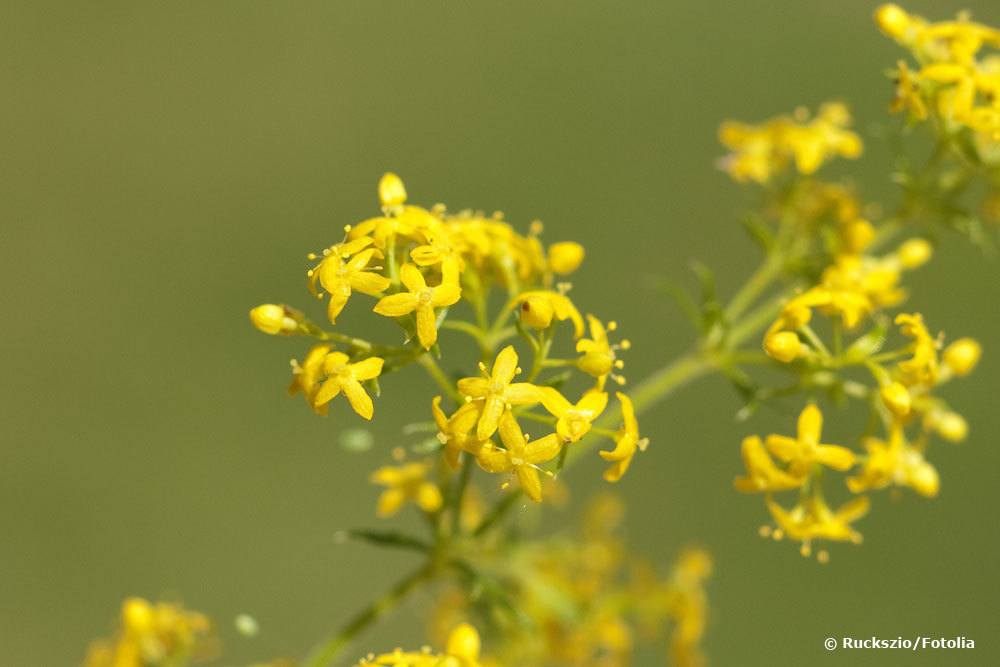 Labkraut, Galium verum