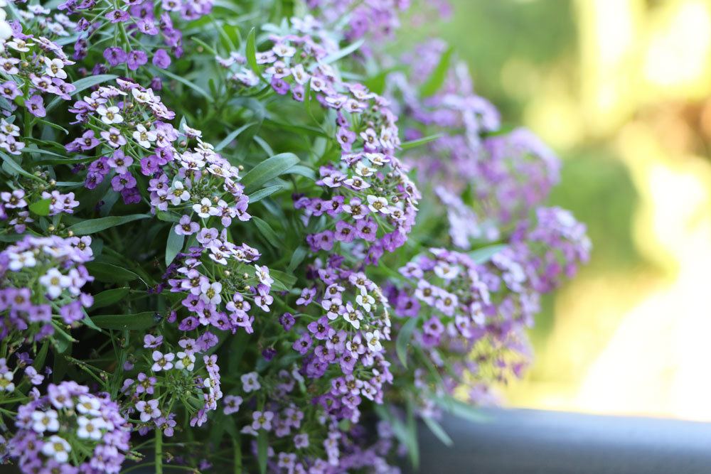 Strand-Silberkraut, Lobularia maritima