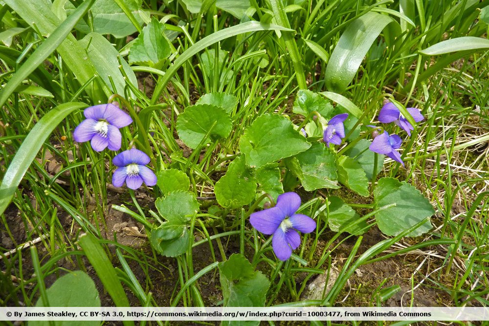 Pfingstveilchen, Viola sororia