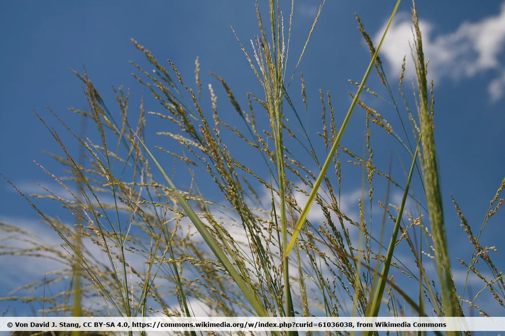 Säulen-Rutenhirse 'Northwind', Panicum virgatum