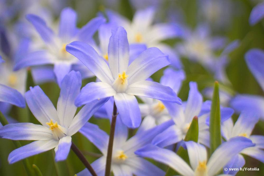 Schneeglanz, Chionodoxa luciliae