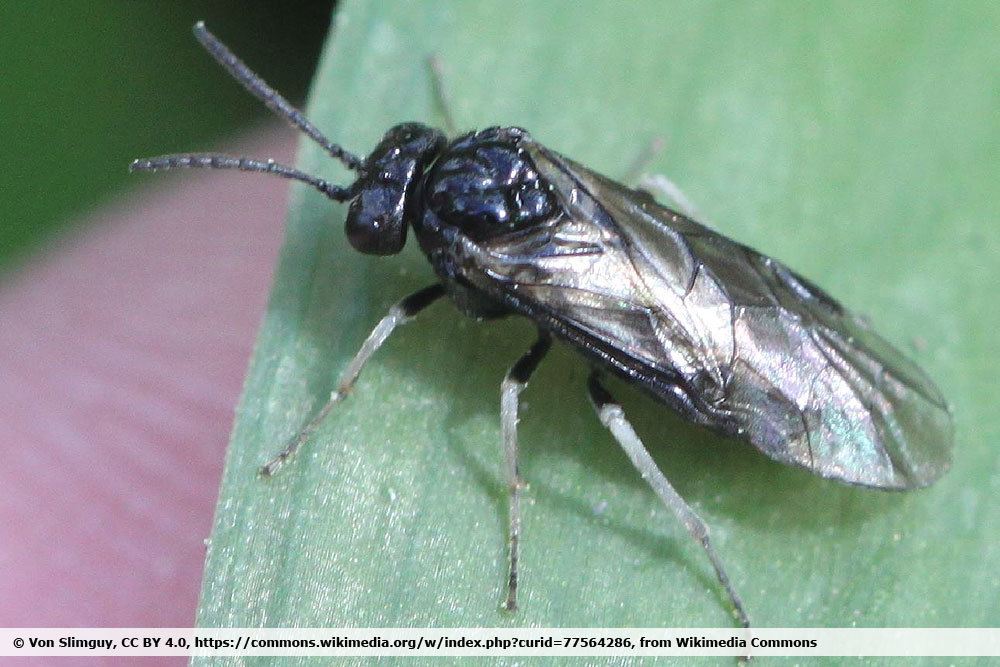 Schwarze Rosenblattwespe, Endelomyia aethiops