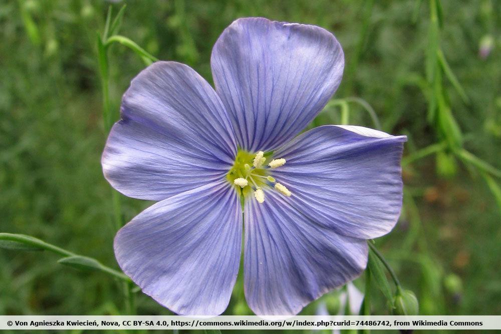 Stauden-Lein, Linum perenne