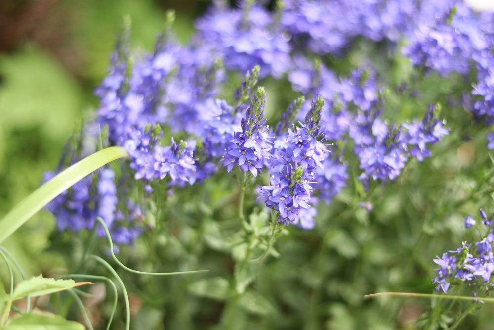 Großer Ehrenpreis, Veronica teucrium