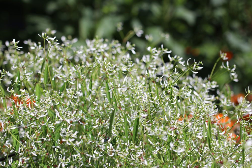 Zauberschnee, Euphorbia hypericifolia