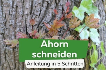 Ahorn schneiden