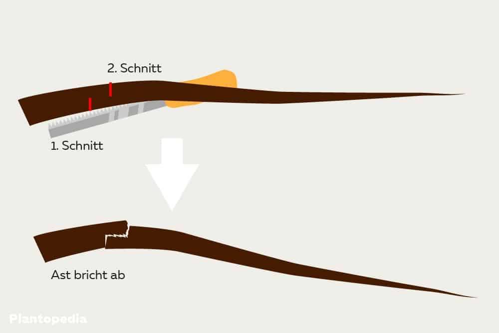 Ahorn auslichten - Schnitttechnik