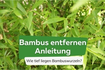 Bambus entfernen