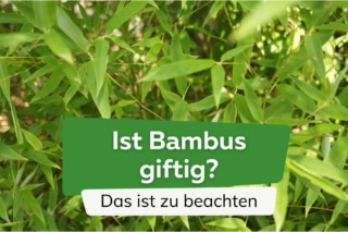 kaktus kostüm damen Kaufe: Tequila und Kaktus Paarkostüme main image 0
