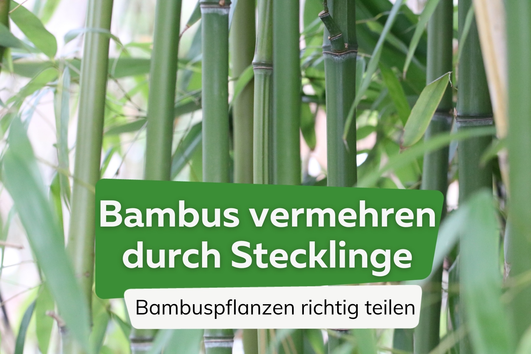 Bambus durch Stecklinge vermehren