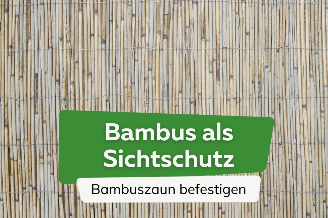 Bambus als Sichtschutz am Balkon Bambuszaun befestigen in 3 Schritten