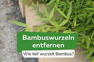 Bambuswurzeln entfernen: 4 Alternativen | Wie tief wurzelt Bambus?